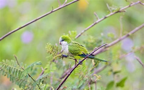 Birds Macro Wallpapers Hd Desktop And Mobile Backgrounds