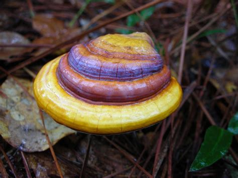 Rainbow Mushroom Canopy Roads Of South Georgia