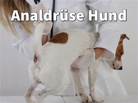 Analdrüse Hund Symptome Probleme Mit Ausdrücken Verhindern