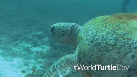 World Turtle Day Hd Images Ultra Hd Wallpapers And Pictures For