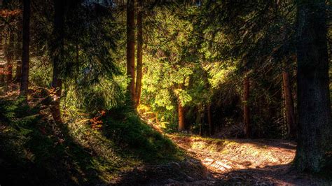 Pacific Northwest Forest Wallpapers Top Free Pacific Northwest Forest