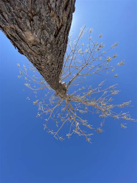 Different Perspective On A Tree Pics