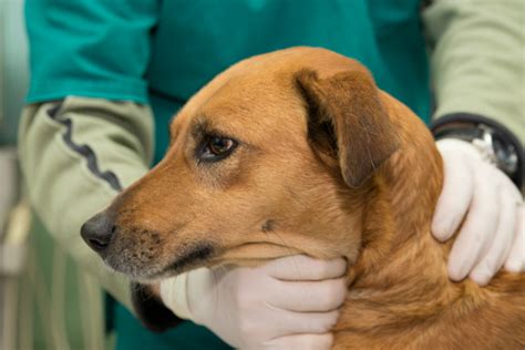 Wenn der wirkstoff aufgebraucht ist, erlangt dein hund die fruchtbarkeit langsam zurück. Rüde kastrieren - Hunde-Kausnacks Magazin