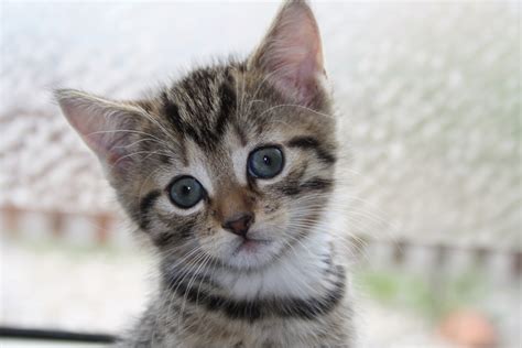 Wallpaper : Hewan Peliharaan, imut, hewan, anak kucing, menjelajah