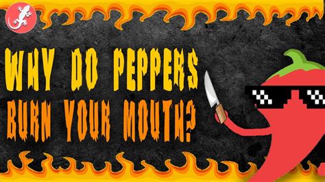 Why Do Peppers Burn Your Mouth Youtube