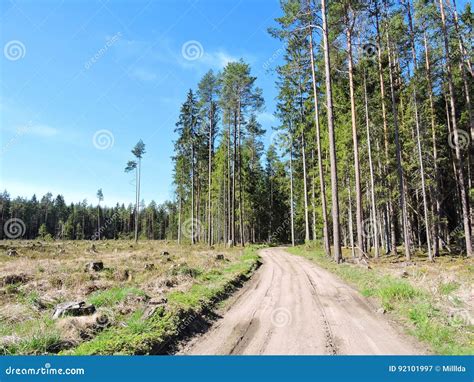 Pine Trees Forest Lithuania Stock Image Image Of Europe Road 92101997