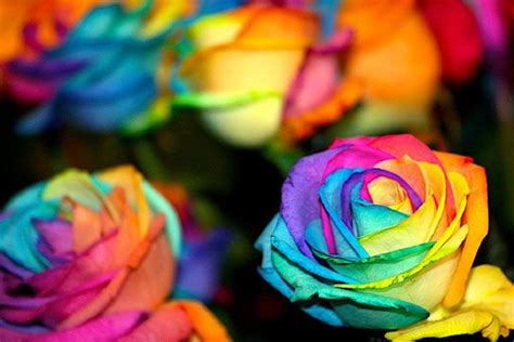 Your Own Real Rainbow Roses Aaj News Rainbow Flowers Rainbow