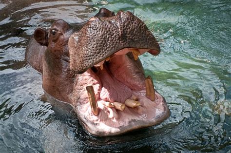 When Hippos Nearly Saved America The Vintage News