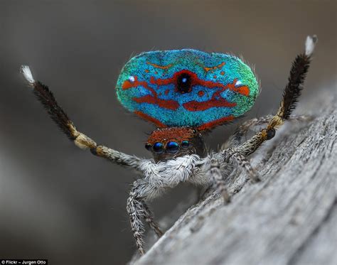 New Species Of Peacock Spiders Revealed In Pictures Daily Mail Online