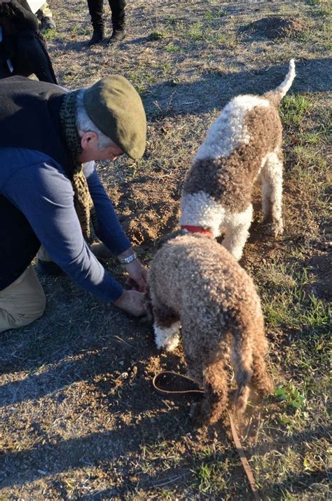 Truffle Hunting Dog Demo At Robert Sinskey Vineyards Rare Dog Breeds