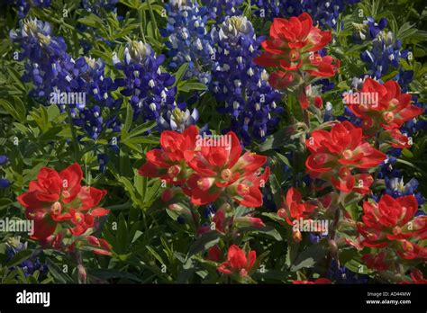 Wildflowers Indian Paintbrush And Bluebonnets Texas Field Stock Photo