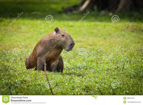 Capybara Stock Photo Image Of Mammal Pretty Animal 49834108