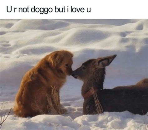 111 Of The Happiest Animal Memes To Start The Week With A