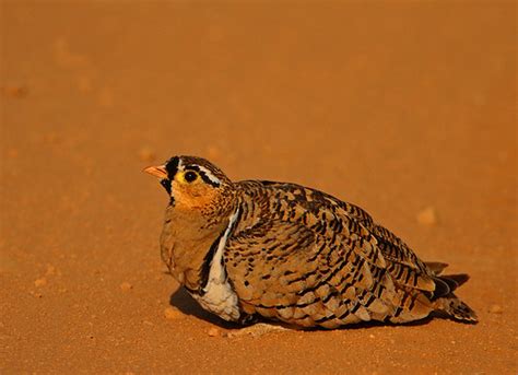 Black Faced Sandgrouse Male Against The Red Sands Of Flickr