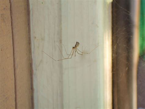 How To Keep Spiders Out Of Your House K And C Pest Control