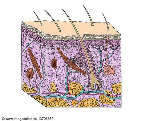 Anatomical Illustration Of A Section Through Human Skin Anatomical