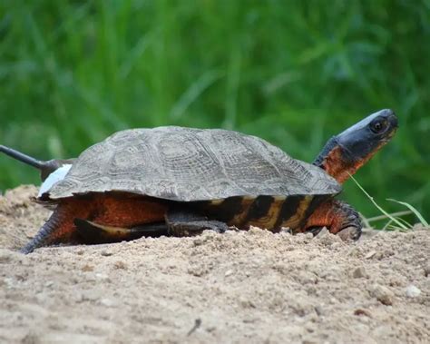 Wood Turtle Facts Diet Habitat And Pictures On Animaliabio