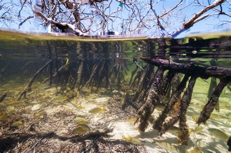 Mangrove Report Card For The Bahamas Perry Institute For Marine Science