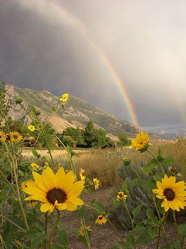 Rainbows And Glowing Sunflowers