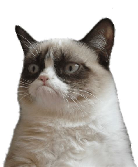 He do be popping tho. Grumpy Cat Clipart Transparent - Thanks I Guess Meme ...