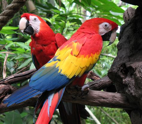 They can also sing, so you will enjoy their company very much. Tame, healthy Parrots, African Grey, Cokatoos, and fertile ...
