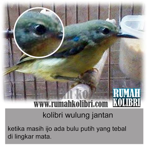 Decu Kembang Trotol Jantan Dan Betina Decu Kembang Trotol Jantan Dan