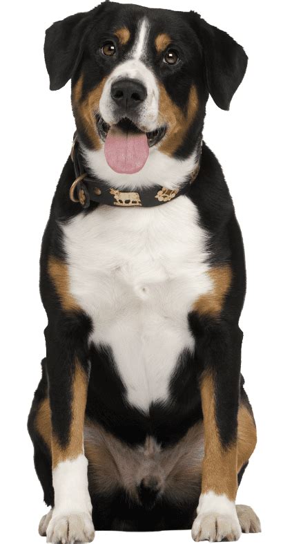 The Entlebucher Mountain Dog Breed Guide And Top Facts Animal Corner