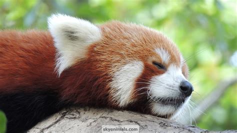 Cute Red Panda Wallpaper Wallpapersafari