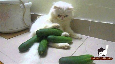 Cat Scared Of Cucumber Funny Cat Compilation 2015