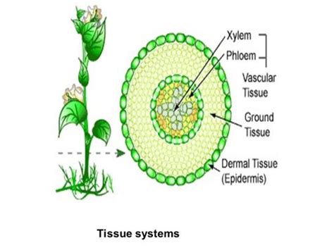 Tissue And Supporting System Contd Classnotesng