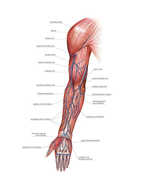 Venous System Of The Upper Limb By Asklepios Medical Atlas