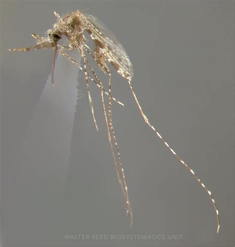 Mosquitoes Keystone Species Peepsburghcom