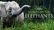 Watch Secrets of the Elephants | Full episodes | Disney+