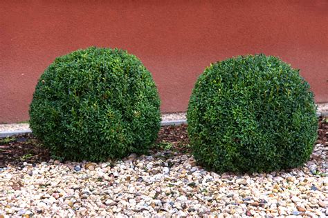 11 Best Topiary Plants To Grow