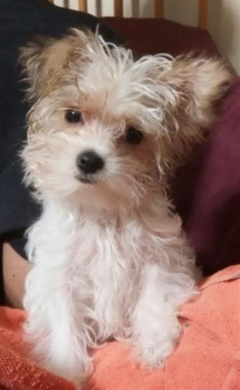 Because of its size, loyalty, and intelligence, it is often the breed of choice for police, military, and security units. Morkie Puppies For Sale | Louisville, KY #104447 | Petzlover