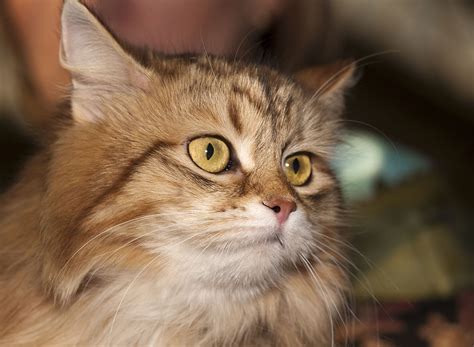 Cats with only one color and without a tabby pattern or white spots are called solid colored cats. The Most Common Chiropractic Techniques For Your Cat ...
