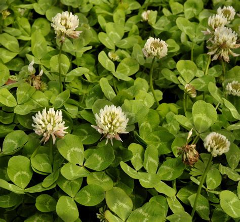 When ripe pods burst, seeds fly several feet in all directions. What can you do to improve your lawn? Grow some winter ...