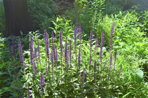 Blue Flowers For June Gardeninacity