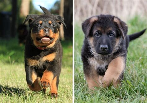 Rottweiler Vs German Shepherd 14 Differences And Facts Puplore