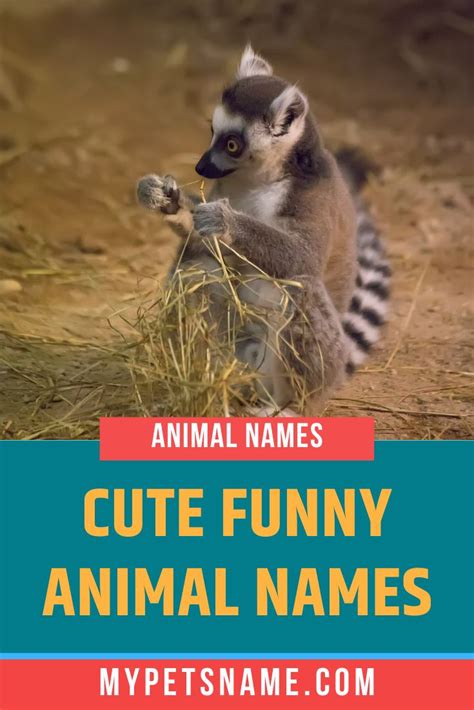 Cute Funny Animal Names Funny Animal Names Cute Pet