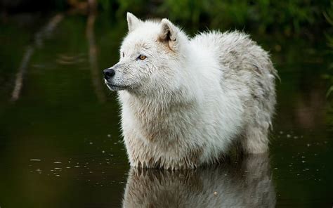 Hd Wallpaper White Wolf Predator Water Animal World Hd Wallpape