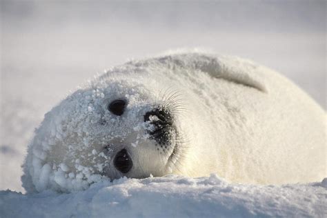 Animals Snow Arctic Seals Freezing Weather Bear Mammal