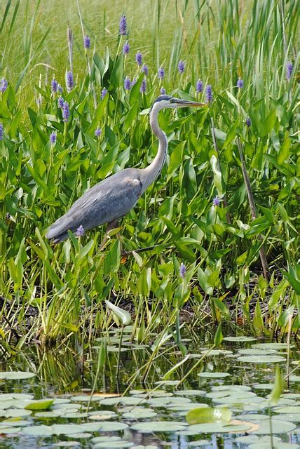 Grey Heron Bird Free Photo On Pixabay Pixabay