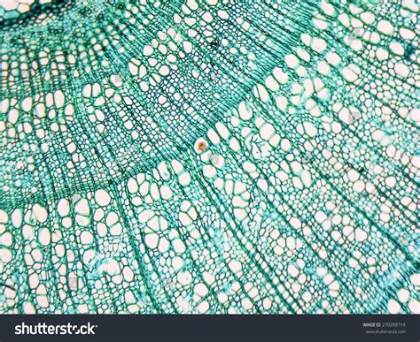 Light Photomicrograph Tilia Stem Cross Section Stock Photo 270299714