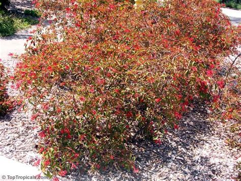 The firebush is a woody plant that is native to central america, south florida, and the west indies. Hamelia patens, Fire Bush, Firecracker Plant ...