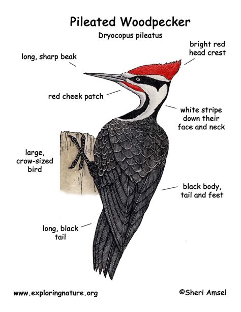 Pileated Woodpecker Identification Chart