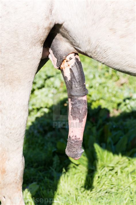 White Horse Excited With Erect Penis License