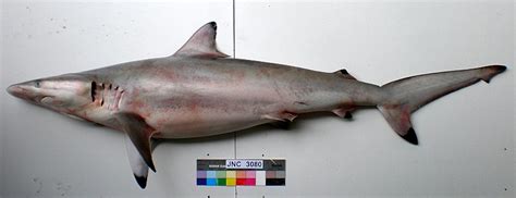 Spinner Shark Carcharhinus Brevipinna Shark Database