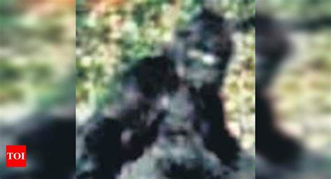 Bigfoot Is Part Human Dna Study Times Of India