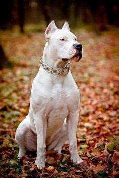 More than half of the dogs in the world are. American Bulldog, huge dogs! They are supposed to weigh in ...
